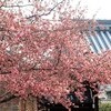 早咲き桜と結婚記念日