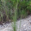 Andropogon virginicus　メリケンカルカヤ