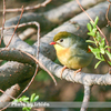 きょうの野鳥　ソウシチョウ