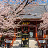 【文京区】浄心寺の桜