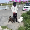1人甲斐犬鑑賞会 in 近所の巻。