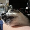 まろにー3557日目