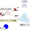 RNAポリメラーゼ阻害薬「アビガン」に期待したい！