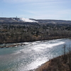 Spring has come! in Calgary  ~カルガリーの春の花と言えば？~