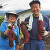 秋野菜の収穫、サツマイモで「きんとん」作り：飯山市百姓塾10月講座[２]