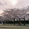 日々の写真 2025 vol.4／夕暮れの桜を少しだけ