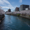 2019.4.5大岡川プロムナード開花情報②