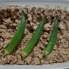 夏野菜オクラのぬか漬けと米騒動に思うこと