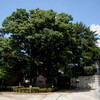 練馬・白山神社に立つ2本の大ケヤキ