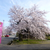 2013年の桜（前編）