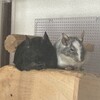 しろごまあん1451日目