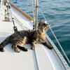 約４年間もカップルと一緒にヨットで世界中をクルージングしている猫さん