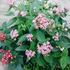 夕食後に動くようになった