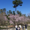 根上山の「大漁桜」（前編）