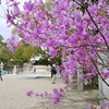 コバノミツバツツジ咲く廣田神社