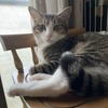 窓辺の特等席で、今日もゆったり猫時間：保護猫日記。5歳2ヵ月（273週）