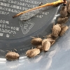 サツマゴキブリの容器に突如幼虫出現