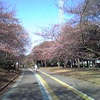 駒沢公園の桜