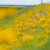 花畑の向こうを走る地鉄