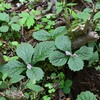 山奥の花ヤマジオウ