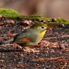 日本　舗装路のソウシチョウ