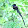 緑陰のサンコウチョウ雄