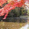 石神井公園_三宝寺池（東京都練馬区）