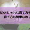 朝顔のおしゃれな育て方を紹介！育て方は簡単なの？