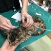 猫白血病と向き合う