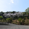 公園の桜