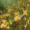 雨の八幡岳　……オオキツネノカミソリやヒナノウスツボなどを楽しむ……