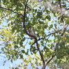 カンムリカイツブリ2羽・イカル3羽・ウグイスの地上採餌(大阪城野鳥探鳥20210130 6:40-12:20)