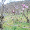 本妙寺浄池廟・本妙寺公園2026.3月