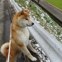 柴犬トムと多趣味な管理人の日常雑記ブログ