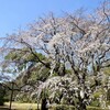 六義園しだれ桜