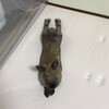 これって関西弁？