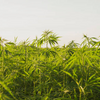 これからは大麻！大麻の時代だ！大麻大好き！大麻で日本を取り戻せ！
