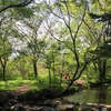軽井沢の湯川公園を散策しながら～ブログ開設一か月の雑感