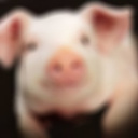 豚モ
