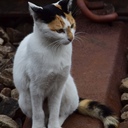 雨上がり気まぐれ蒼い風