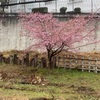 河津桜とメジロと表層戦