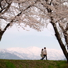 龍峰寺〜鎌倉、桜