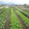 今週の野菜