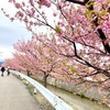 河津桜の並木を見に白山市へ