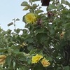ムクゲの仲間たち　おんめ様には，黄花が映えるムクゲの仲間ハマボウ（黄槿）も咲いていました．ムクゲの近縁種には，同属のフヨウ，ハイビスカスの他に，ワタ，オクラ，ドリアン，カカオなどの利用価値が高い植物があります．花はどれもとてもよく似ています----　ドリアン，カカオはかなり異なる？