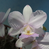 Cattleya nobilior  var.amalie
