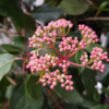 開花を目前にして