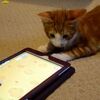 iPadの画面の中を走り回るネズミを捕まえようとする子猫【動画】