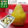 新潟県発の西洋梨「ル・レクチェ」　糖度はメロン以上のとろける甘さで感動のフルーツです！！