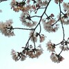 一気に開いてお花見モード！五分咲き？　谷中の桜開花状況　３月30日(木)